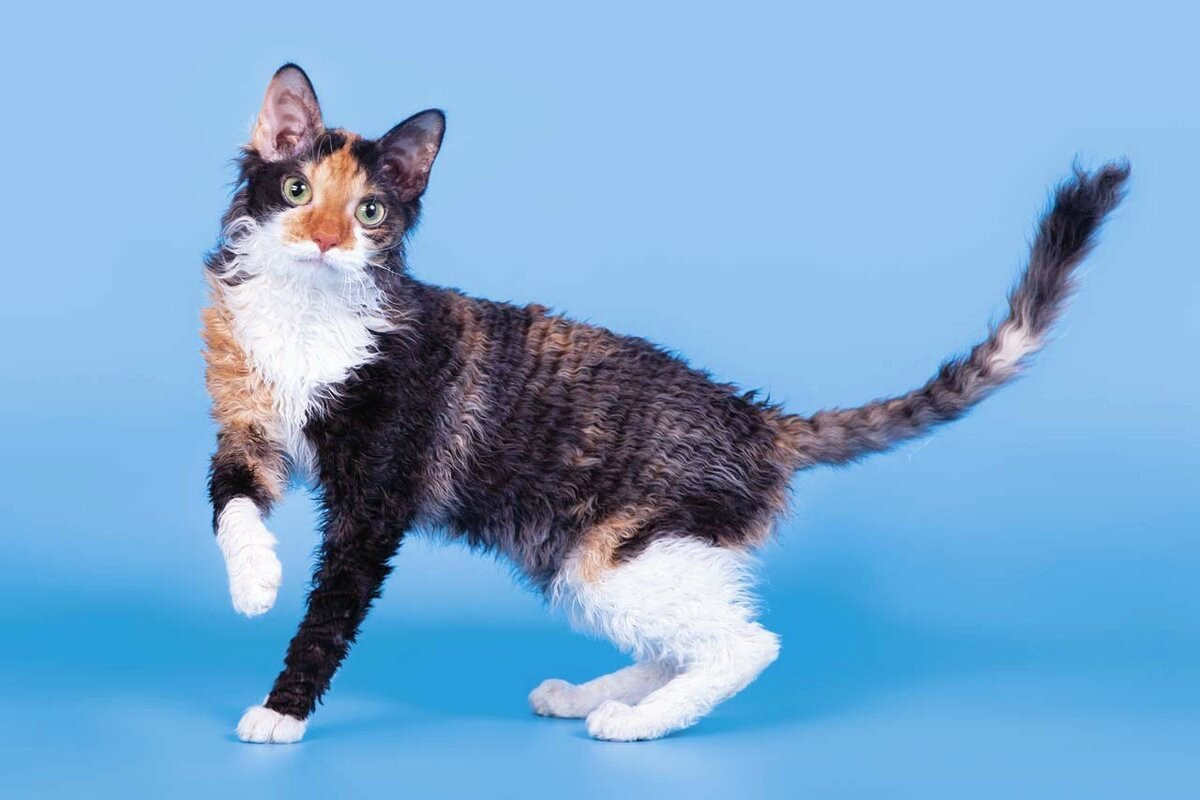 Фото с сайта: https://www.botanichka.ru/article/10-samyih-izvestnyih-aborigennyih-porod-koshek-rossii/