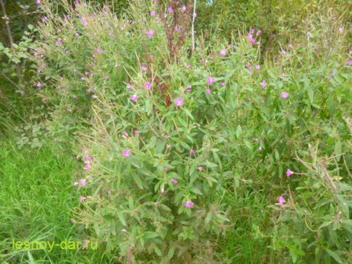 Кипрей волосистый (фото с блога "Лесная кладовая")