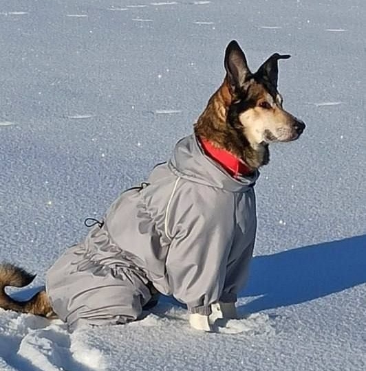 Ужасная новость! Бессердечные люди, убили верного друга погибшего