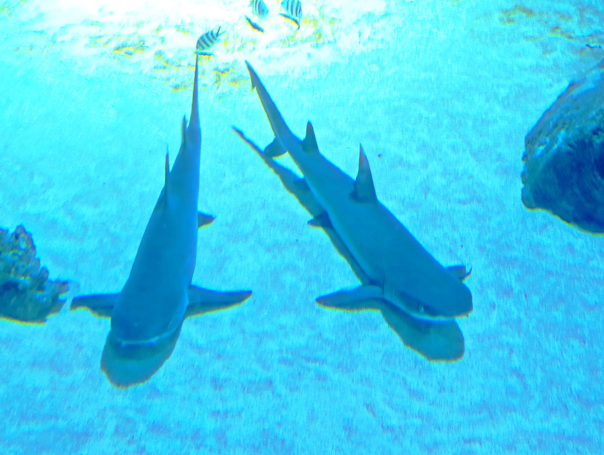 Кто здесь акула, а кто "акул" вы никогда не поймёте. 