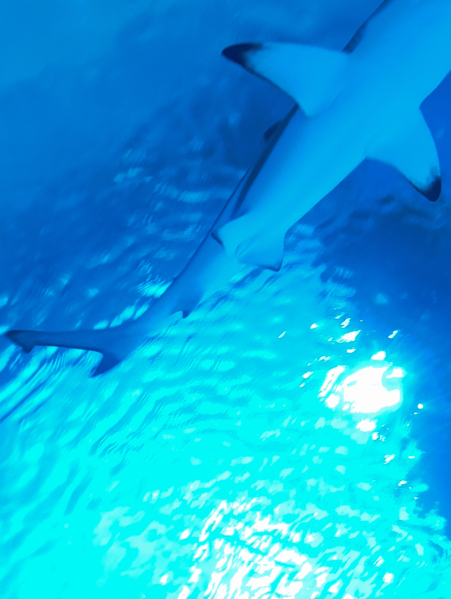 Что бы узнать пол акулы, нужно заглянуть "под исподнее". 