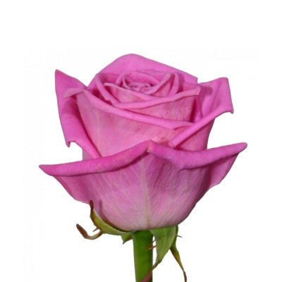 классический буттон розы Аква