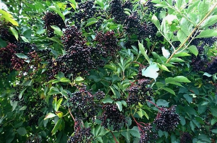 Живая защита: 5 кустарников, которые заменят весь арсенал химикатов