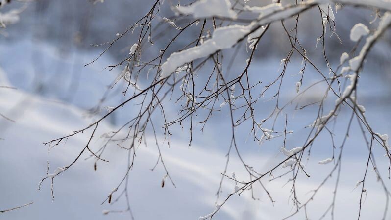    Фото: Федор Воронов/«Ямал-Медиа»