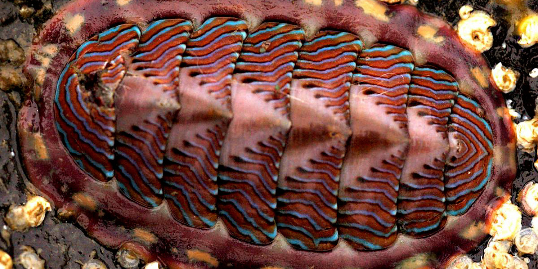 Учёные в восторге: обнаружен моллюск с каменными глазами