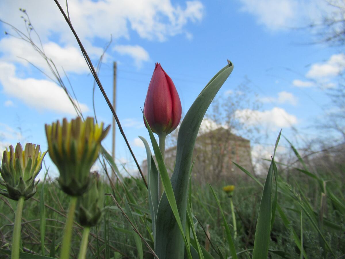  Чудо тюльпан -одиночка.  Отчаяный  вызов  урбанизации.