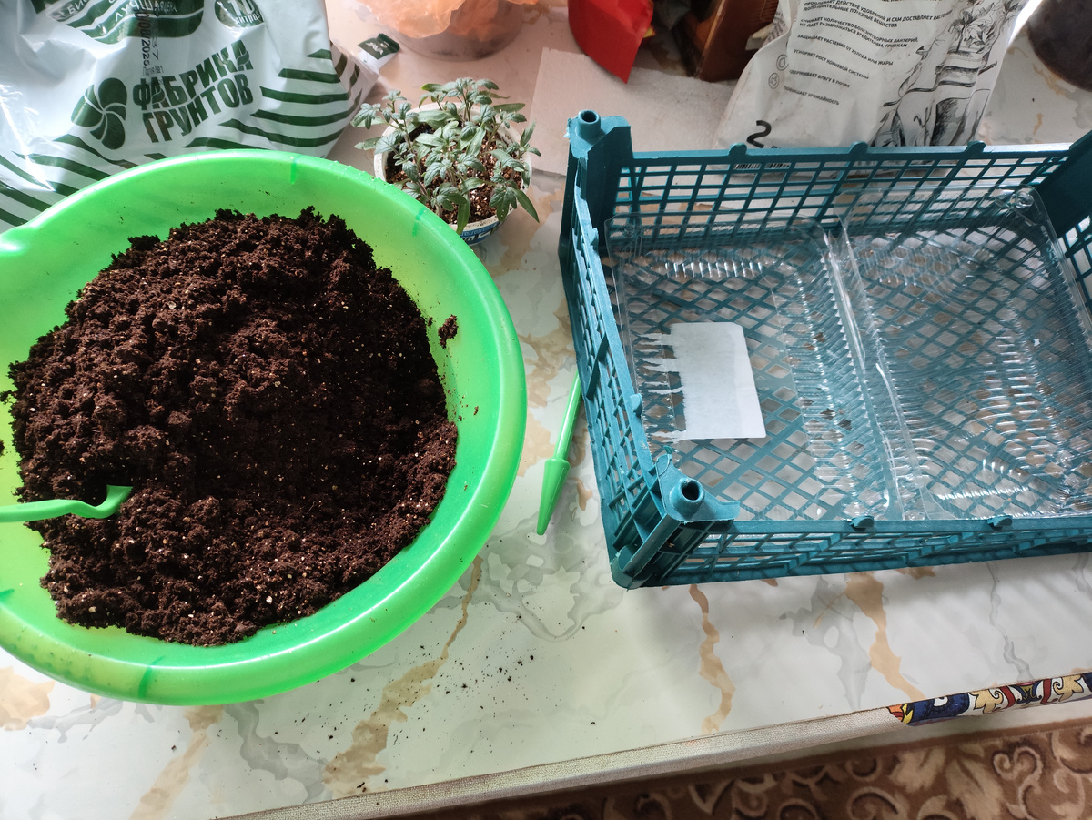 Намесила грунт с вермикулитом, подготовила ящик