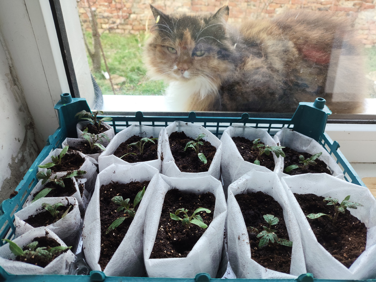 А корней больше, так еще и в маленькие напихала. Муха помогает с улицы )))