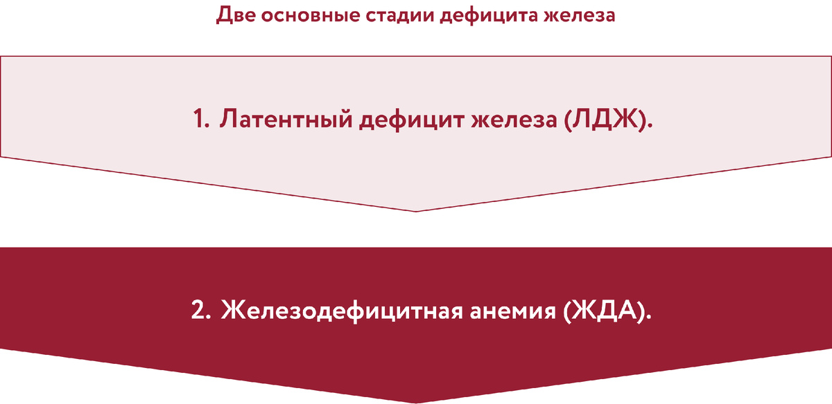 Две основные стадии дефицита железа: латентный дефицит железа и железодефицитная анемия 