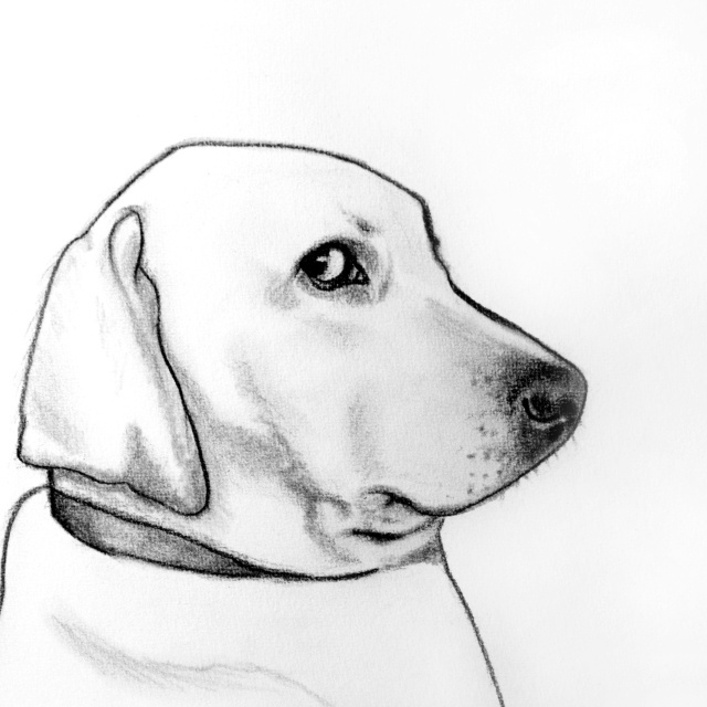 Картина Татьяны Пляшкевич "Самый честный собакен"