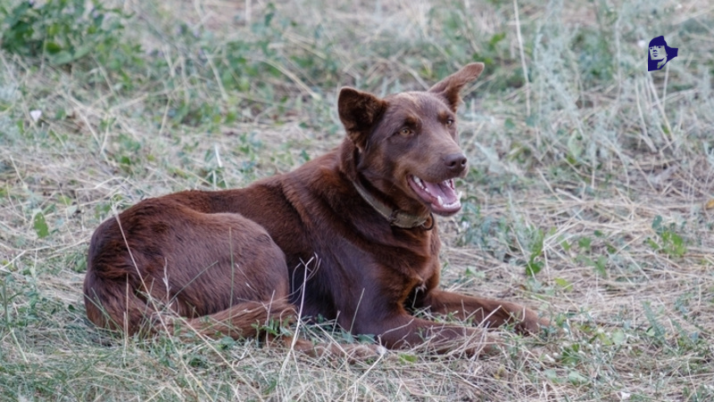      Фото: ИА «Победа26»