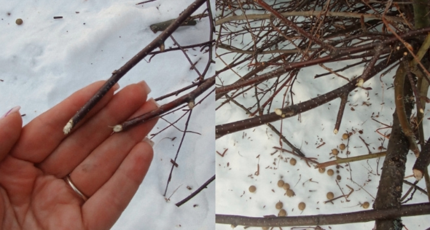    Дирекция ООПТ Владимирской области