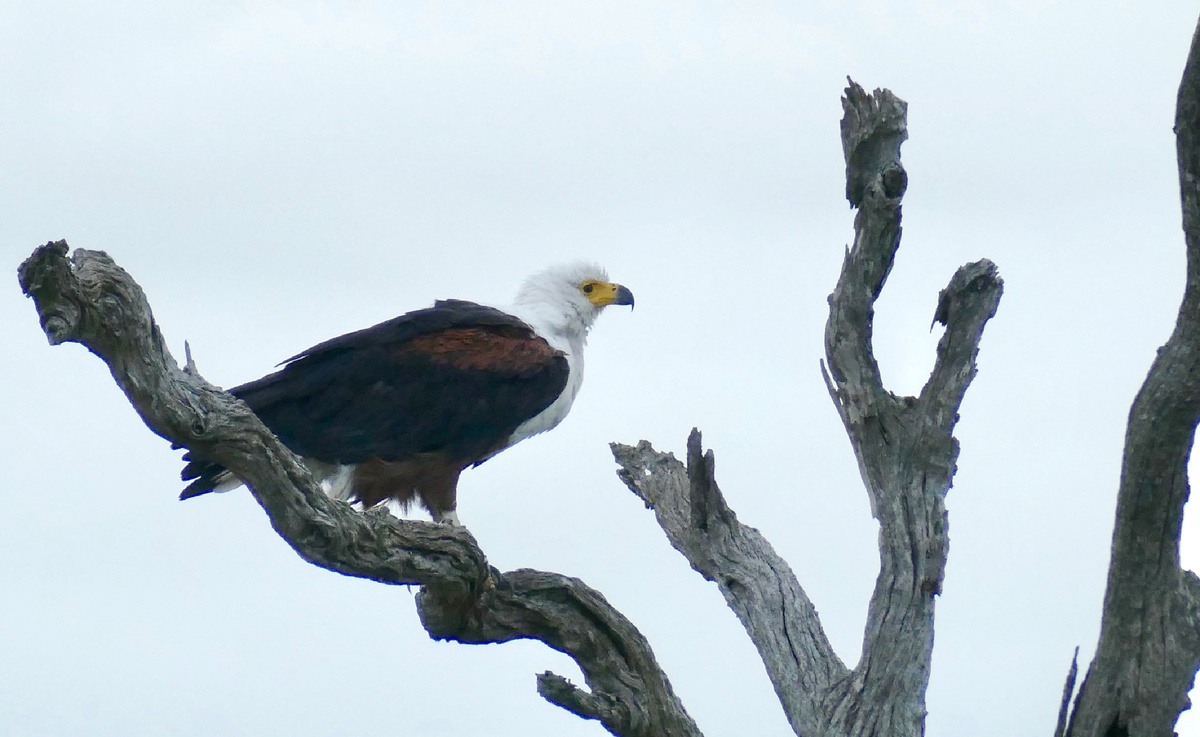 Отсюда орлану видно всё, что происходит в его владениях.