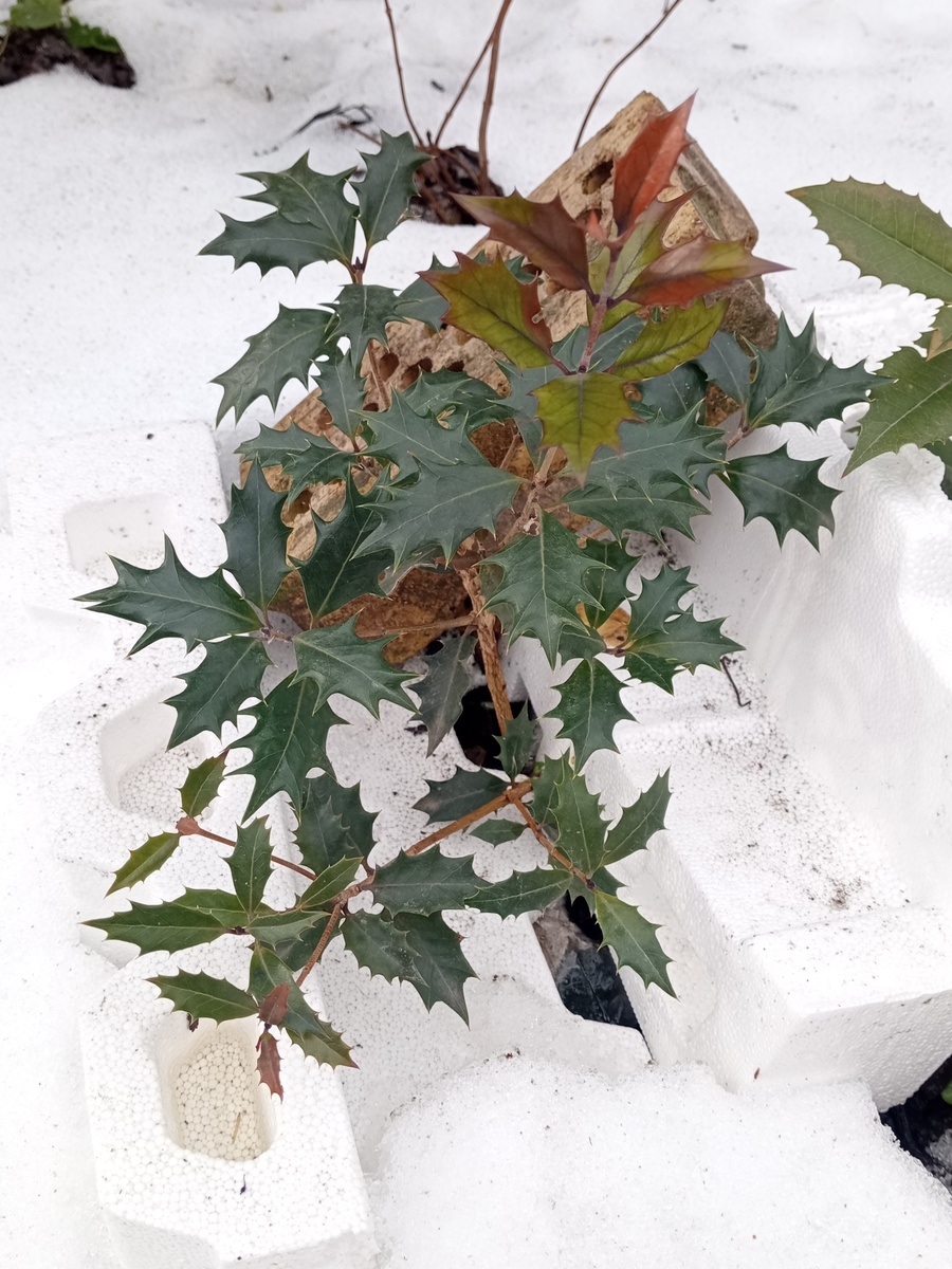 Фото 14.02.26, Османтус разнолистный