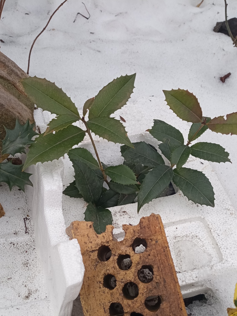 Фото 14.02.26, Османтус аквифолиум