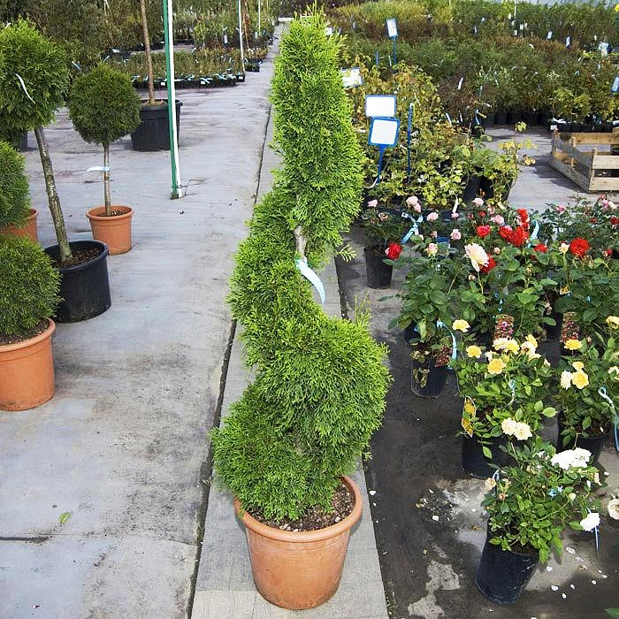 Экзотика в садовом центре