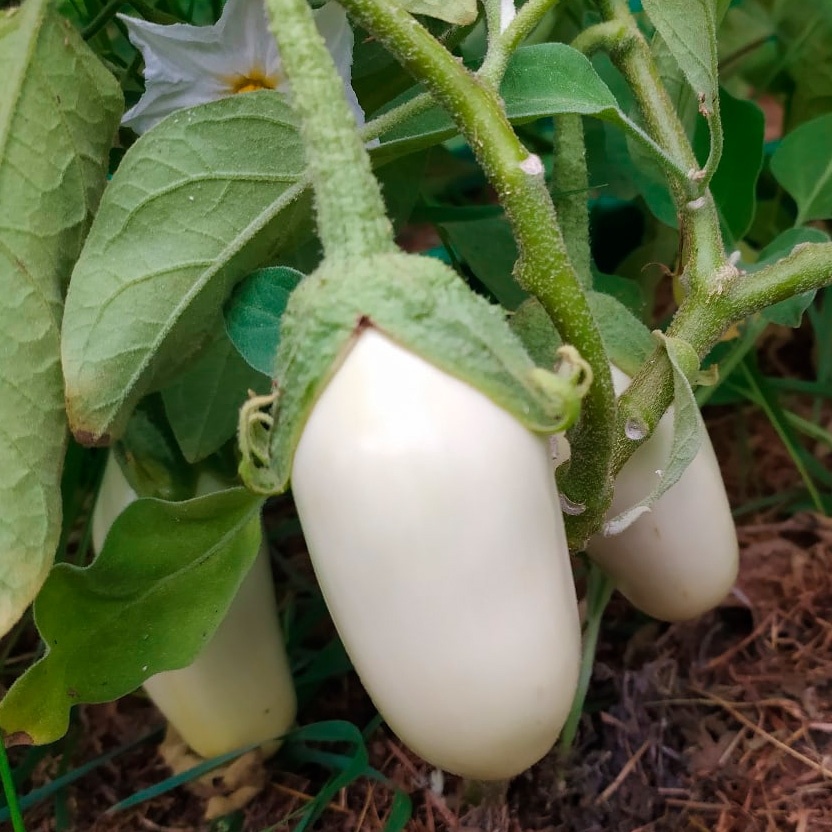 Белые баклажаны Мечта грибника — сорт для тех, кто любит насыщенный аромат и необычный цвет