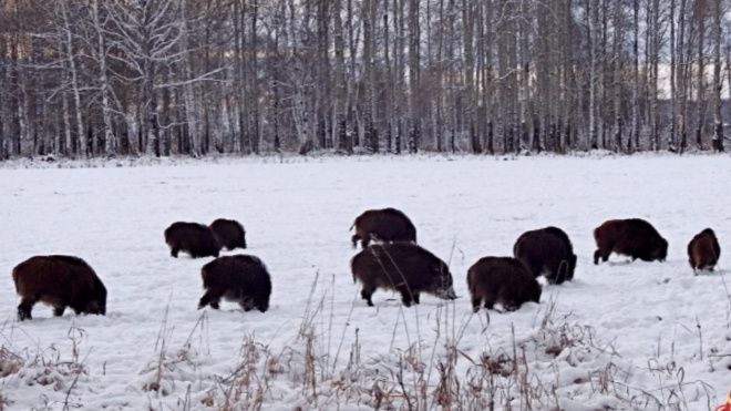 Фото: ВК-паблик "Конный парк Яви‐ Нави. Ферма. Театр."