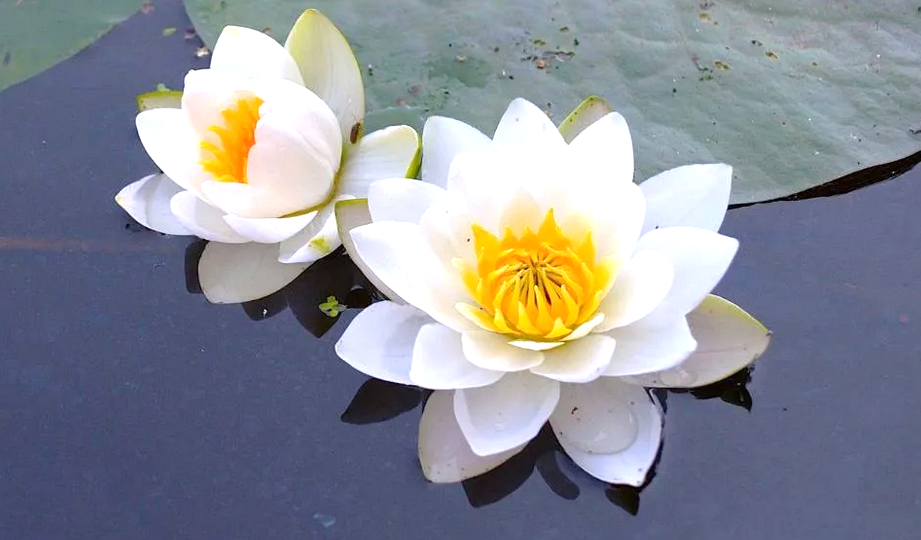 Кувшинка белая