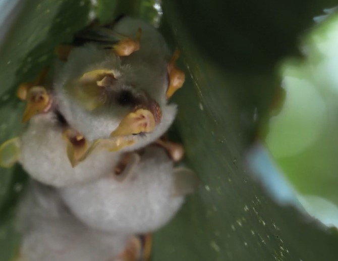Белые листоносы укрываются в гнезде характерной для них формы, названной учёными «перевернутая лодка».