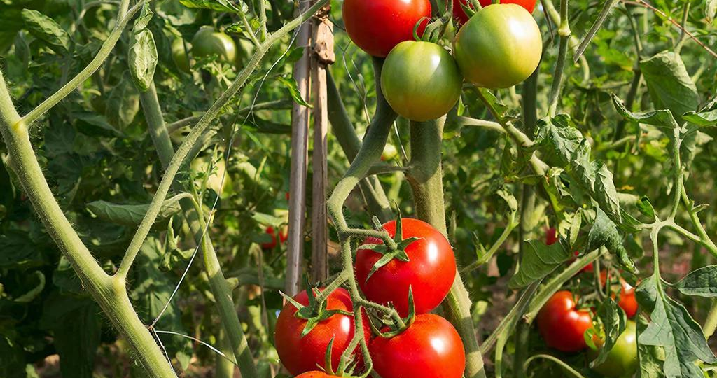 Точные даты посева томатов и перцев в 2026 году: календарь для богатого урожая