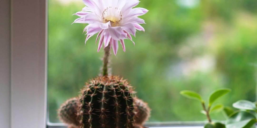 7 культовых кактусов из нашего детства, которые были в каждом доме