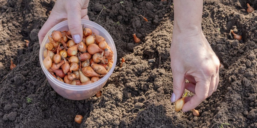 Как выбрать лук-севок, который не уйдет в стрелку — лучшие сорта и правила