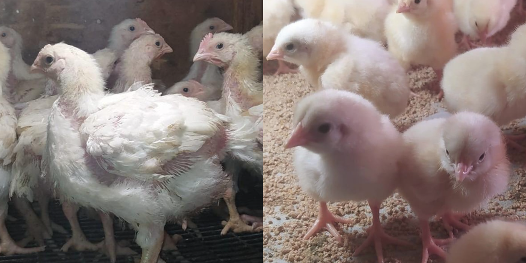 Как успешно вырастить бройлеров за летний сезон: советы начинающим.