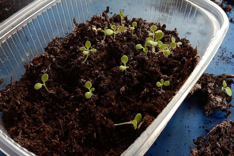 Всходы петунии перед первой пикировкой. Фото автора.