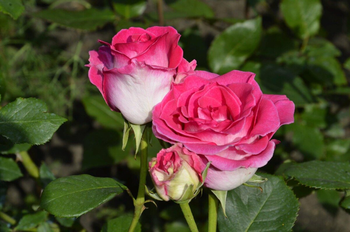 Роза Малибу.