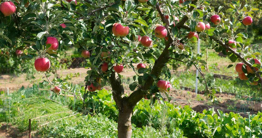 Зеленый спецназ под яблоней: 3 растения, которые заставят дерево плодоносить как в последний раз