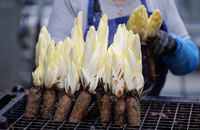    Органический цикорий.DPA/ТАСС