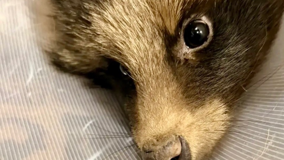 Состояние было удручающим: в Тюмени спасли от смерти трехлапую енотовидную собаку