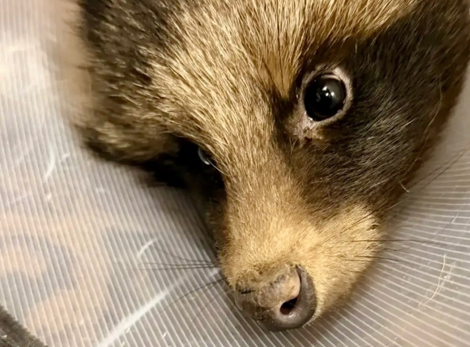    Фото: У Лукоморья | Центр реабилитации животных.