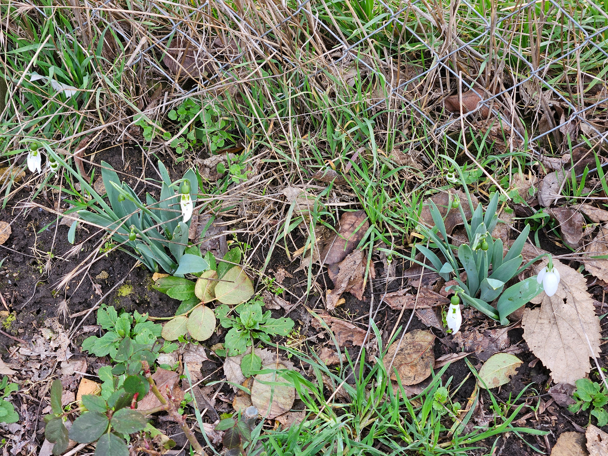 Подснежники расцвели