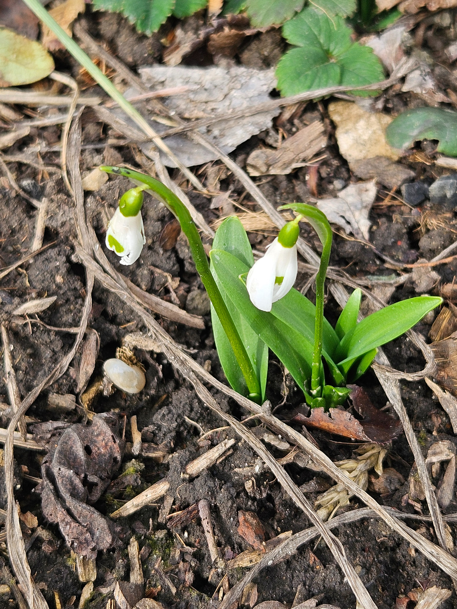 Подснежники голландские
