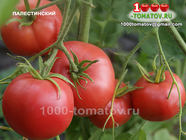 ТОМАТЫ – КРУПНОПЛОДНЫЕ, СУПЕР УРОЖАЙНЫЕ СОРТА ч 9