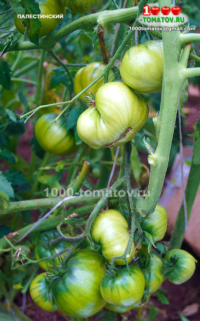 Томат Палестинский - Palestinian фото 2