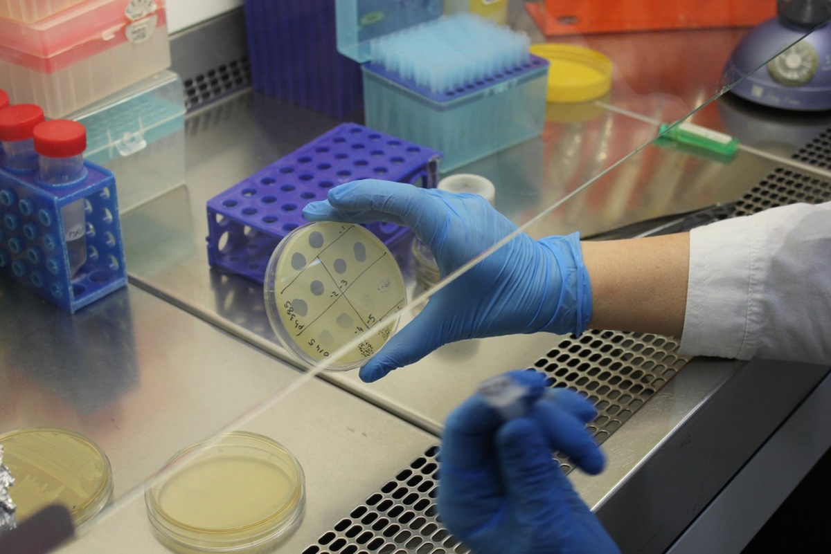    Фаговая терапия — ценное подспорье в борьбе с патогенными бактериями. Но часто фаги из друзей превращаются во врагов, с которыми очень сложно бороться.