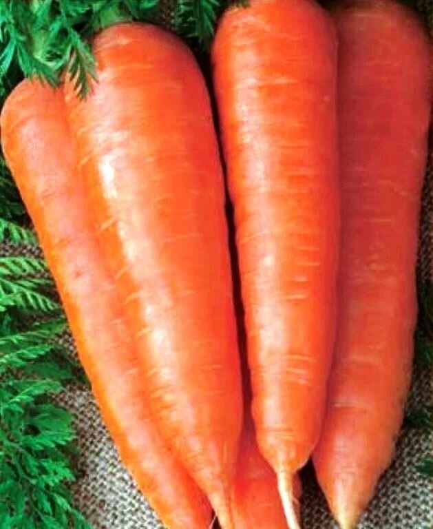 Морковь "Канада" F1 с повышенным содержанием каротина.