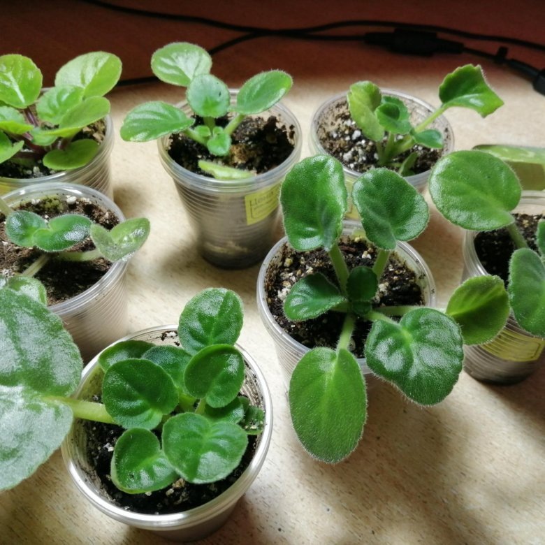 Пересадка фиалок (сенполии) в свежий грунт.