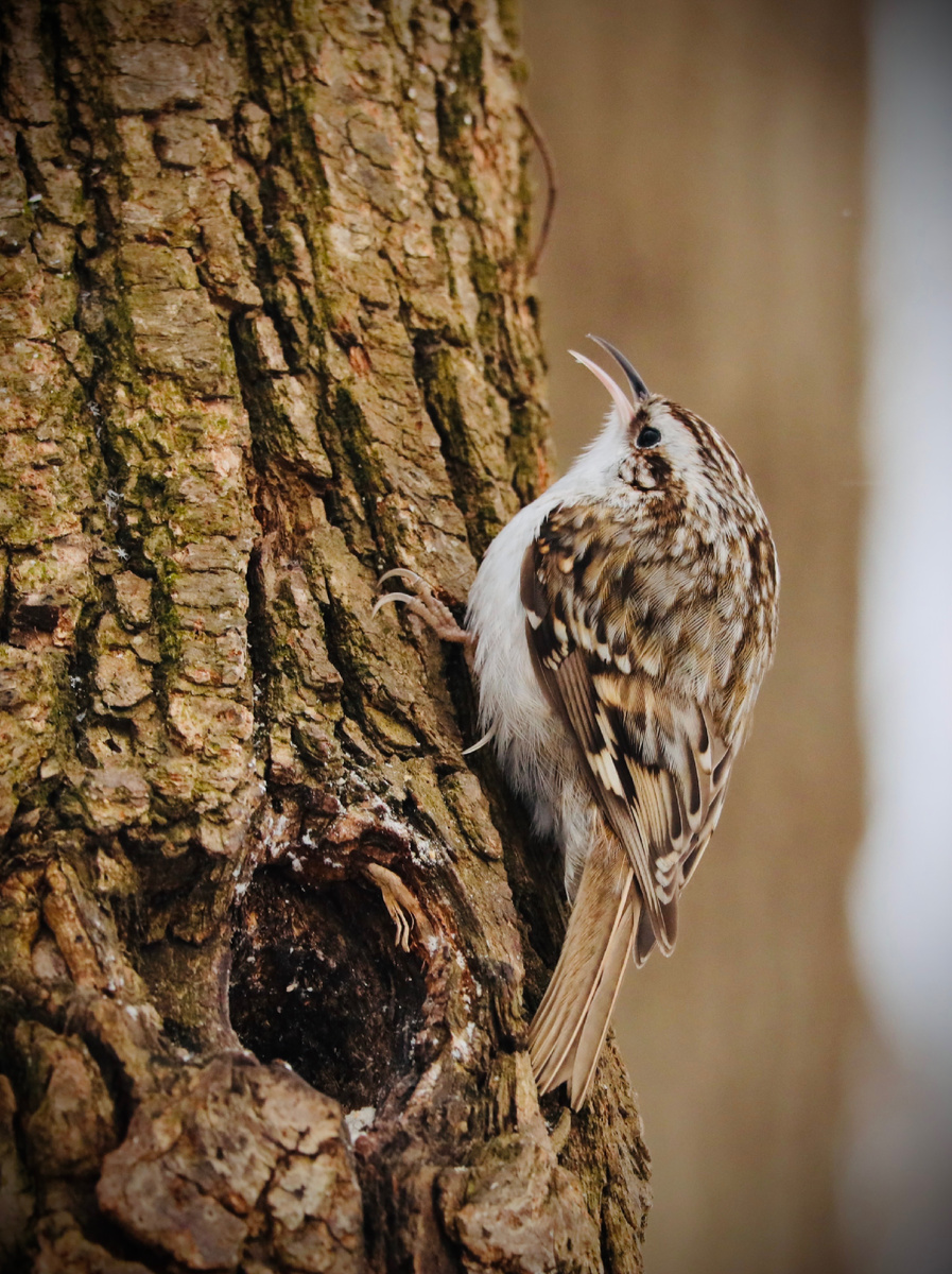 Главный мастер маскировки сегодня совершенно расхрабрился и решил навлечь на себя внимание громкой трелью. Пищуха