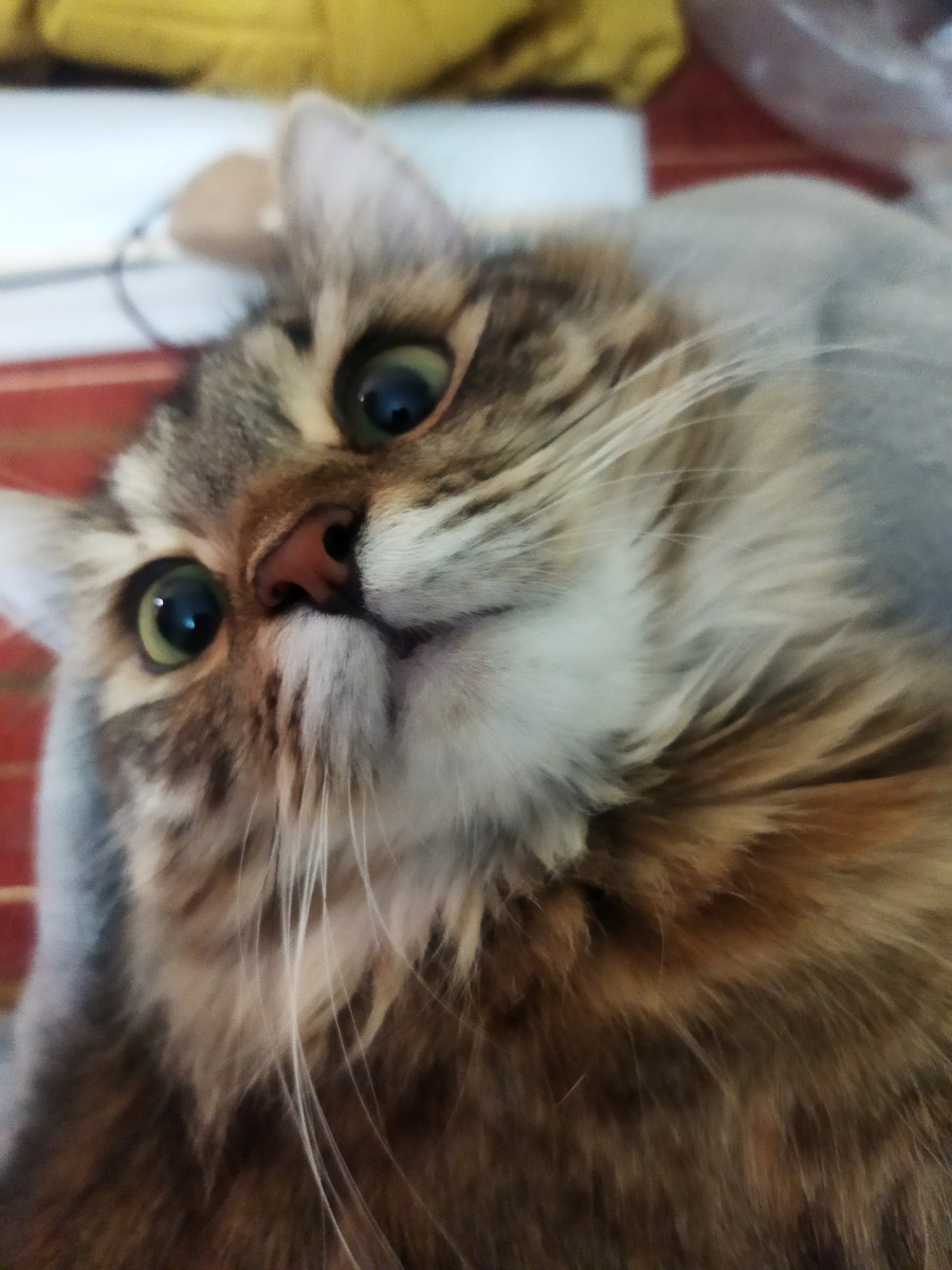 Васька.  Про неё были посты раньше