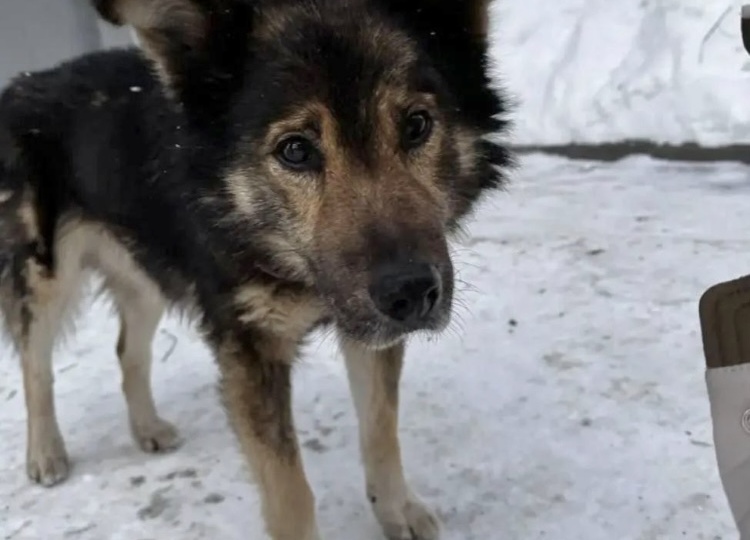 Забрали пёсика, где жила Маша, истощён, проблемы с ЖКТ