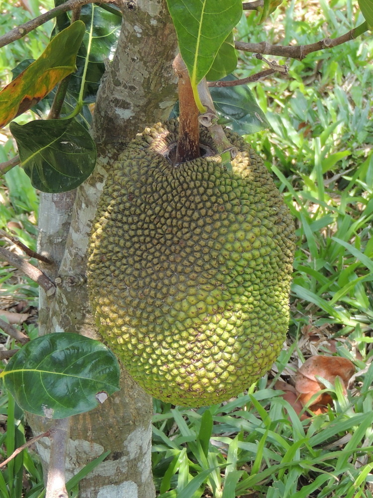 Плод дуриана.