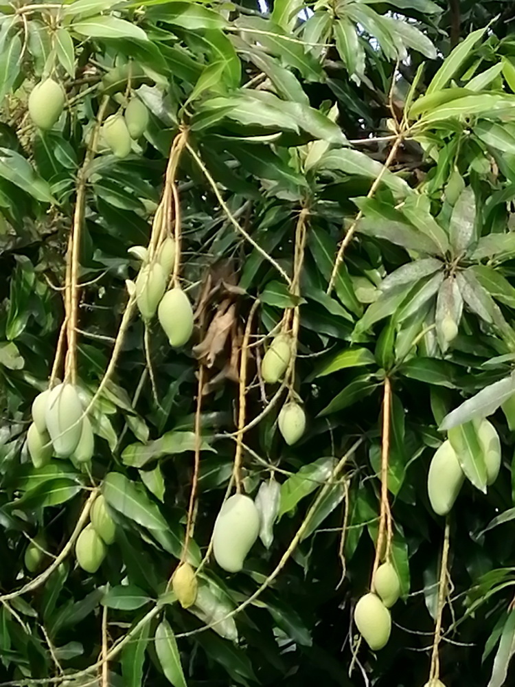 Плоды манго