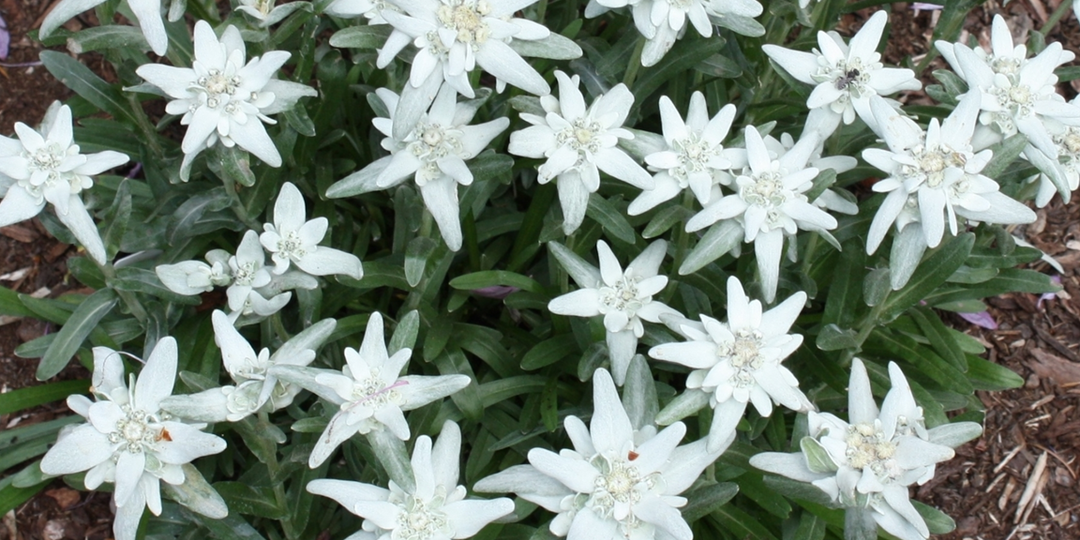 5 неприхотливых цветов, которые обязательно посею в феврале