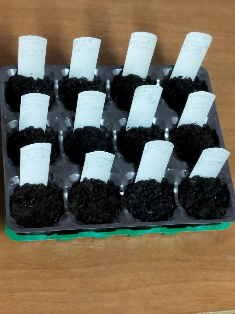 Посеянные семена