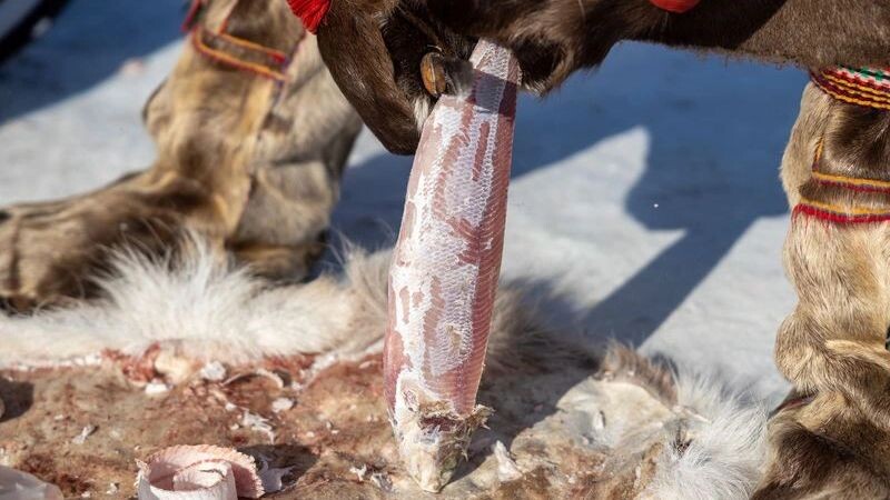    Фото: Федор Воронов / «Ямал-Медиа»