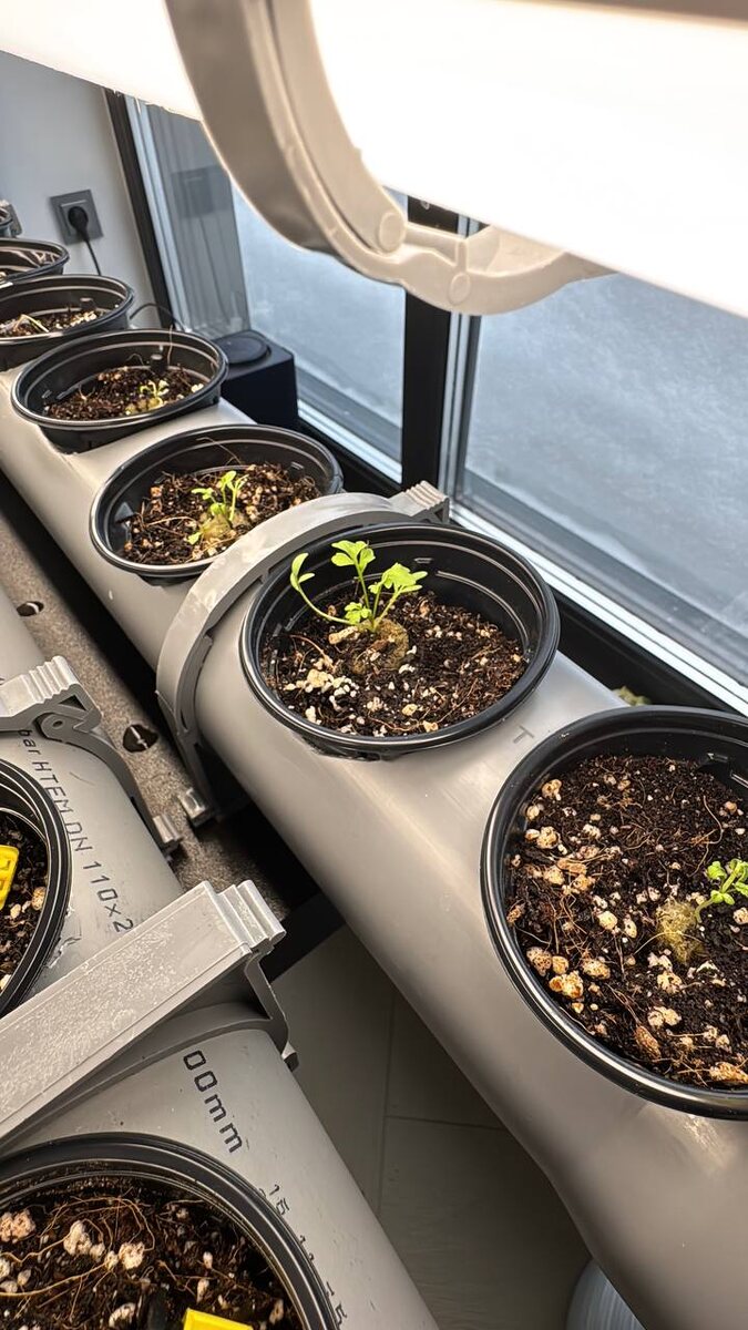 Выращиваю кресс-салат дома в гидропонной установке